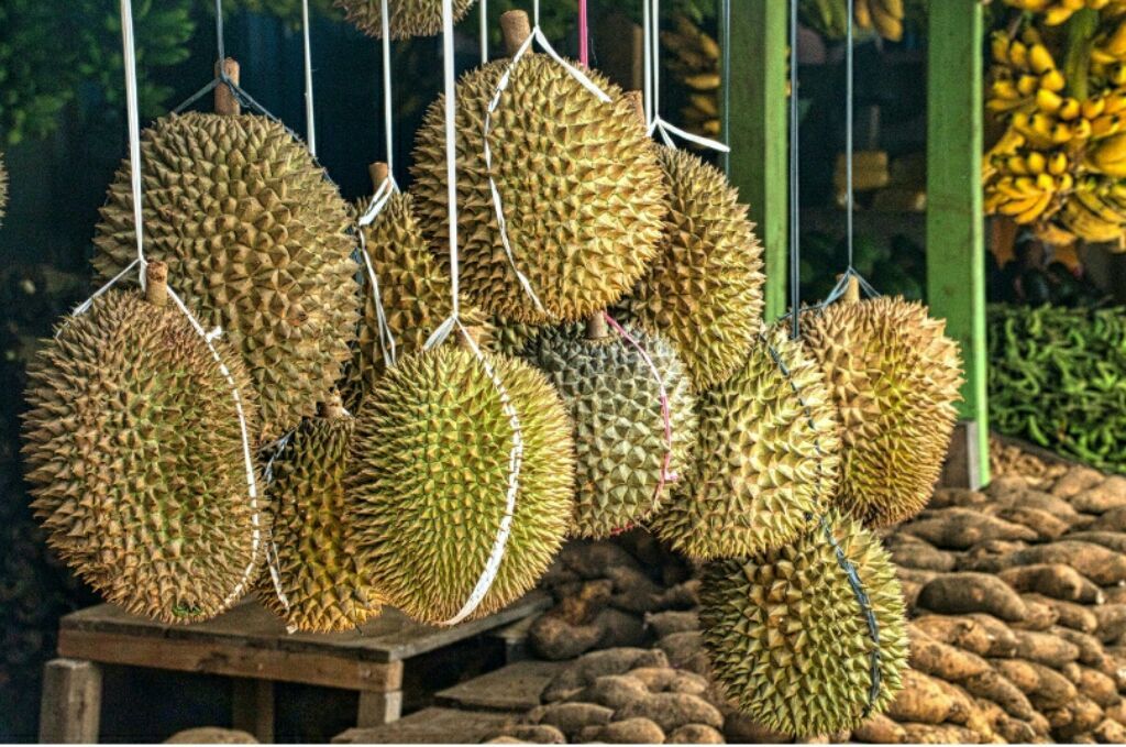 Manfaat Makan Buah Durian Sultan Untuk Menurunkan Berat Badan